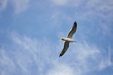 a large gull flies across the blue sky
