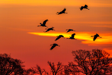 Beautiful sunset with a flock of Cranes