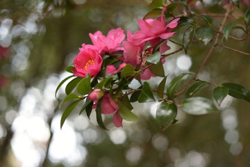 pink flowers Sasanqua