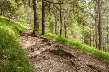Fototapeta na wymiar Inside a typical pine forest of the Italian Alps
