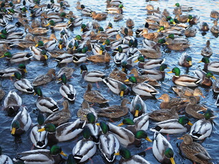 A pond with ducks. A lot of ducks in the pond, a beautiful background with wild ducks