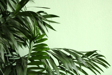 Palm leaves on a green background