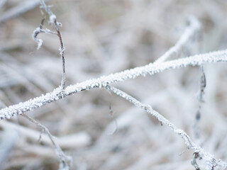frost on the branches