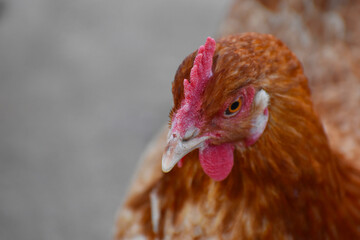 Close up head and neck of a hen, Chicken Head Close-Up
