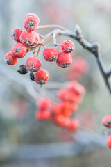 Bright red bunches of rowan in hoarfrost. Frozen rowanberries close up. Winter time, cold weather.