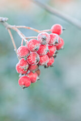 Bright red bunches of rowan in hoarfrost. Frozen rowanberries close up. Winter time, cold weather.
