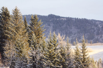 Nordic landscape of trees and mountains with some snow. It was taken in Tiller, Trondheim, Norway
