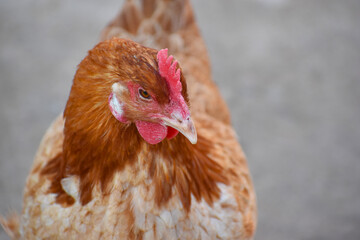 Close up head and neck of a hen, Chicken Head Close-Up