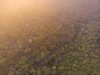 Fototapeta na wymiar Autumn green tree mountain forest sunset light