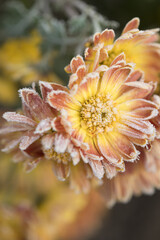 Chrysanthemum flowers close-up in hoarfrost on a blurred background.