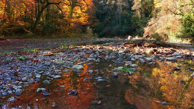 Khosta river at autumn. Flight over the river of Khosta in Caucasus Mountains during autumn sunny day. Yew and Boxwood Grove in Russia