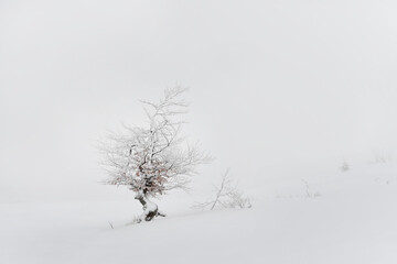 Winter natural minimalism. white haze and a lonely tree in white frost in a snowy meadow. Selective soft focus.