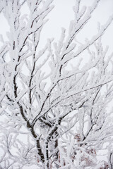 Winter natural background from branches in hoarfrost on a white snowy background. Winter abstraction. Selective focus.