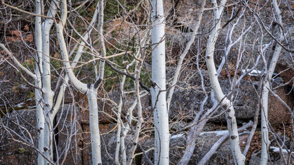 aspen grove and granite rock formation in Vedauwoo Recreation Area, Wyoming,  known to the Arapaho Indians as Land of the Earthborn Spirit, winter scenery