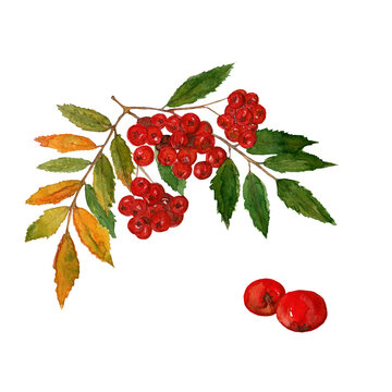 Watercolor illustration of autimn, fall rowan berries.