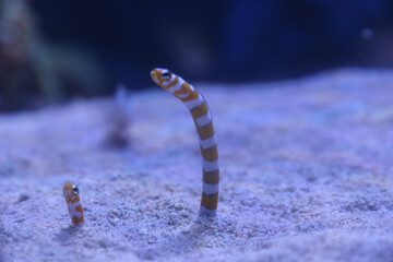 かわいいニシキアナゴ