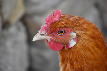 Close up head and neck of a hen, Chicken Head Close-Up