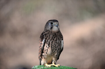 A Korean hawk for hawking