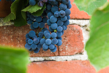 Grapes growing on a old house brick wall.