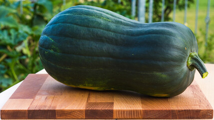 Late summer big green pumpkin.