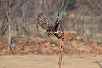 A Korean hawk for hawking