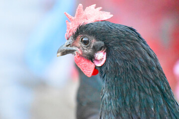 Close up head and neck of a hen, Chicken Head Close-Up