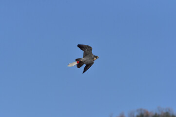 A Korean hawk for hawking