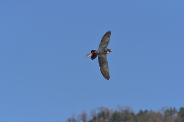 A Korean hawk for hawking