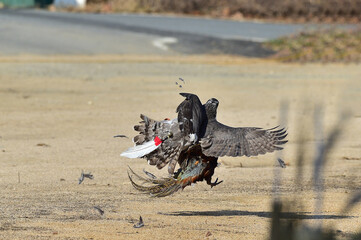 A Korean hawk for hawking