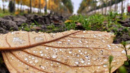 
drops on orchid leaves