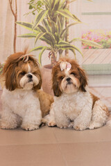 Two cute identical shih tzu dogs with bows posing for the camera. The dogs sit together.