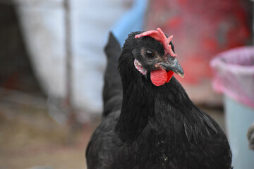 Close up head and neck of a hen, Chicken Head Close-Up