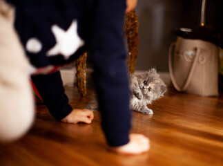 gato persa jugando con un  niño travieso en el hogar