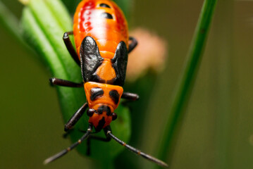 The nymph of milkweed bug which look like adults but do not have full wings and their color pattern is different.