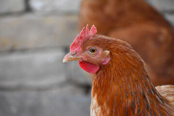 Close up head and neck of a hen, Chicken Head Close-Up