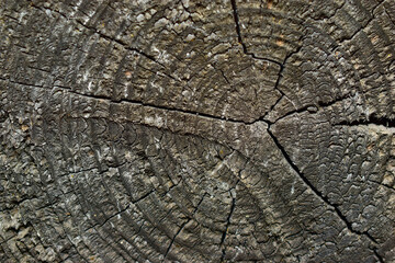 Fototapeta premium Wooden pattern of a slice of the old rotten timber