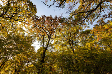 Autumn forest trees. nature green wood