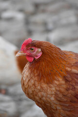 Close up head and neck of a hen, Chicken Head Close-Up