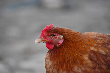 Close up head and neck of a hen, Chicken Head Close-Up