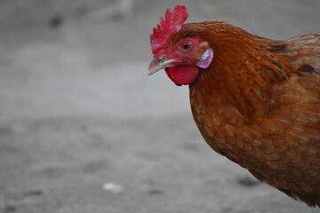 Close up head and neck of a hen, Chicken Head Close-Up