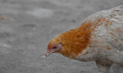 Close up head and neck of a hen, Chicken Head Close-Up