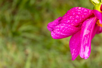 Dew drops on an autumn flower. Close up. The concept of autumn. Selective focus.