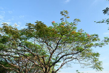 Delonix regia