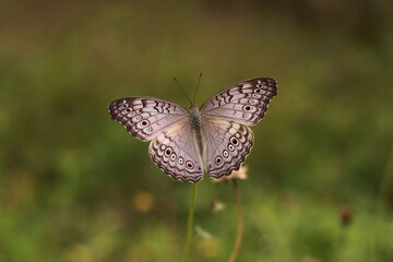 Obraz premium butterfly on a flower