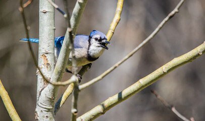 blue jay with beak open