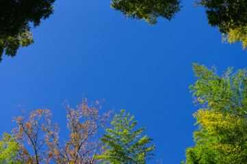 森の中で見上げた青空