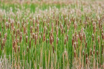 Obraz premium field of cat tails