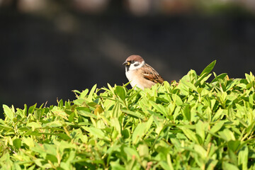 robin on the grass