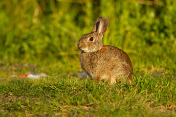 Rabbit in the field on the grass