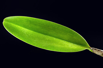 orchid leaf on isolated black background, healthy, beautiful and fertilized leaf